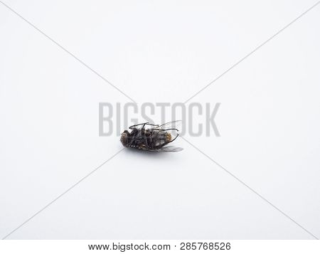 Close - Up Of A Dead Common Housefly (insect) Isolated On A White Background.