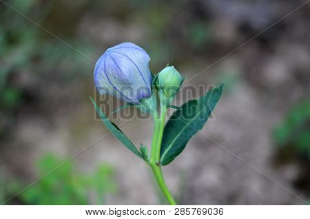 Balloon Flower Or Platycodon Grandiflorus Or Chinese Bellflower Or Platycodon Herbaceous Perennial P