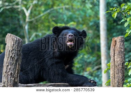 A Black Bear In Animal Conservation, Tat Kuang Si Waterfalls, Luang Prabang, Laos In Asia