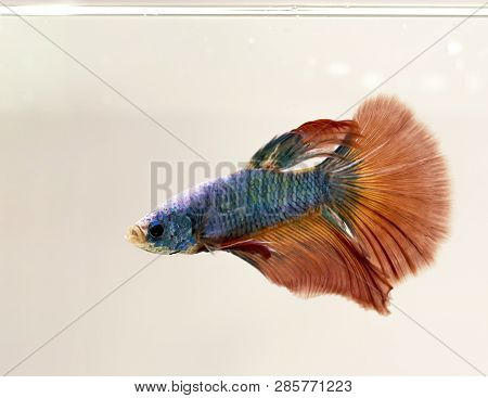 Male Siamese Fighting Fish Isolated White Background, Orange Halfmoon Betta Splendens