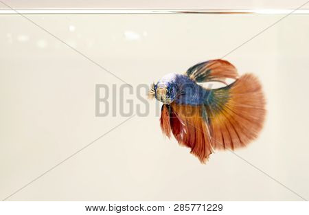 Male Siamese Fighting Fish Isolated White Background, Orange Halfmoon Betta Splendens