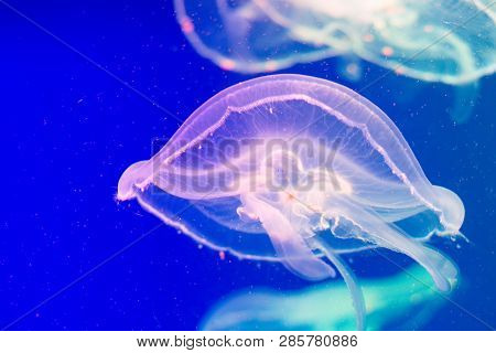 In The Water With A Muffled Light Swims A Very Beautiful Creature Named Jellyfish. It Seems To Merge