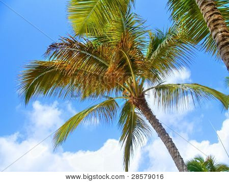 Dominicaanse palmbomen