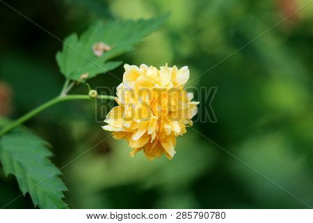 Kerria Or Kerria Japonica Plant With Single Fully Open Blooming Flower With Dense Golden Yellow Peta