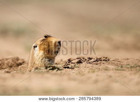 Close Up Of A Big-headed African Mole-rat, Bale Mountains, Ethiopia.