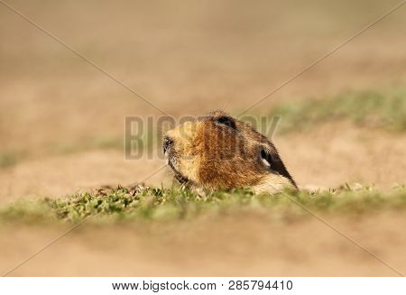 Close Up Of A Big-headed African Mole-rat, Bale Mountains, Ethiopia.
