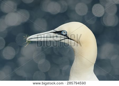 Close Up Of A Northern Gannet (morus Bassana) Against Colorful Background, Uk.
