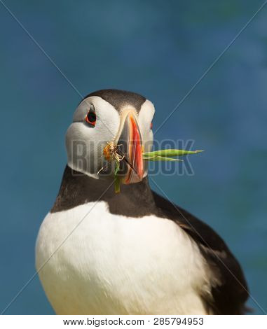 Portrait Of Atlantic Puffin With Nesting Material, Noss Island, Shetland Islands.