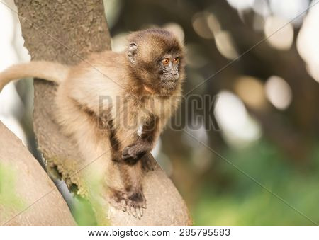 Close Up Of A Baby Gelada Monkey In A Tree, Simien Mountains, Ethiopia.