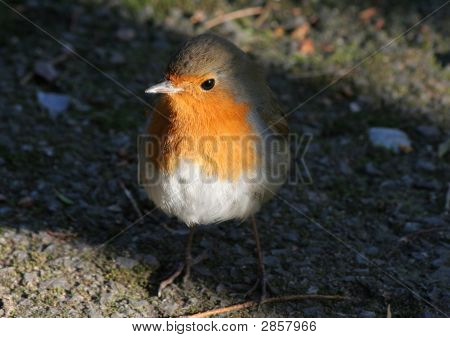 Robin