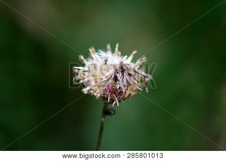 Open Dried Thistle Flowering Plant With Partially Shriveled And Fallen Petals Surrounded With Other 