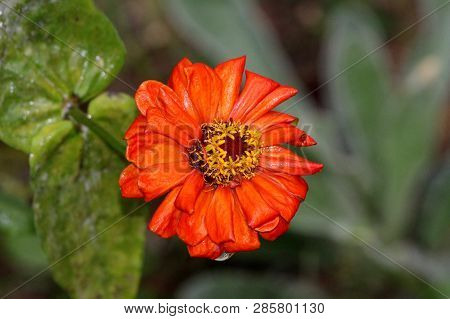 Orange Petals Of Beautiful Zinnia Flower With Yellow Center Starting To Shrivel And Wither Sprinkled