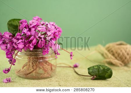 The Spring Primroses Appearing In Early Spring