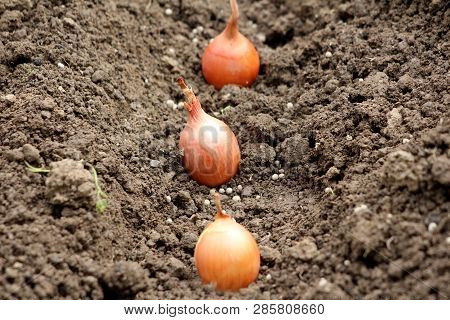 Small Onion Or Allium Cepa Or Bulb Onion Or Common Onion Vegetable Plant Bulbs Planted In A Single R
