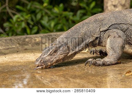 Thirsty Water Monitor Lizard, Varanus Salvator, Drinking Water From A Puddle On The Road