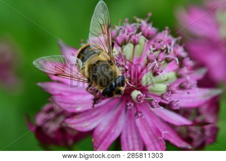 Macro Shot Of A Bee Pollinating An Astrantia Flower In