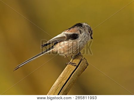 Shot Of A Long-tailed Tit Bird Perched In Local Woodlands