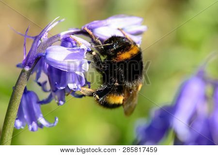 Macro Shot Of A Bumble Bee Pollinating A Bluebell Flower