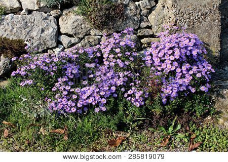 Violet Aster Flowers Densely Planted Like Small Bush In Front Of Traditional Stone Wall Surrounded W
