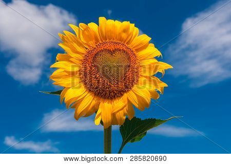 Sunflower Summer Flower  With Heart, Close-up. Agroculture, Harvest.