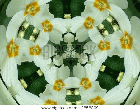 Primrose Kaleidoscope