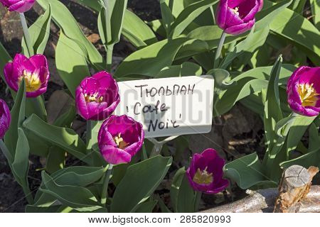 Tulips Of The Cafe Noir Species On A Flowerbed. Translation Of The Word On Nameplate: 