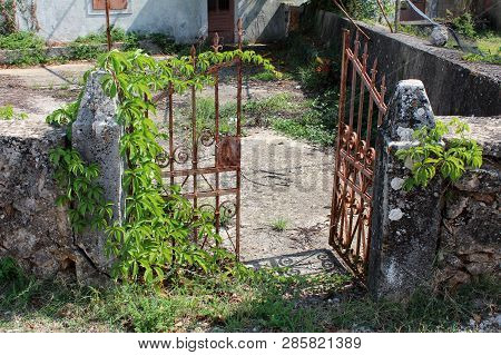 Wrought Iron Partially Rusted Open Front Yard Doors Of Abandoned Family House Covered With Crawler P