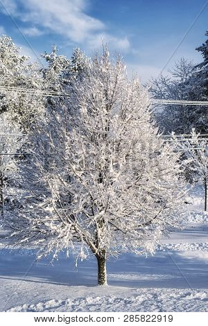 A Winter Storm Leaving Behind Fresh Snow Covered Trees, Fields, And Roads In Biddeford Maine On Sunn