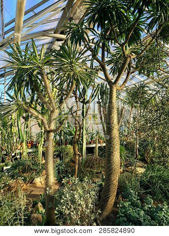 Evergreen Palms In Greenhouse, Palm Tree In Glasshouse, Various Cactuses, Exotic Tropical Plants In 