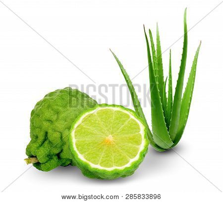 Bergamot And Aloe Vera Eaf Isolated On White Background