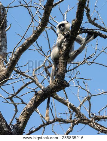 Gray Langur Monkeys