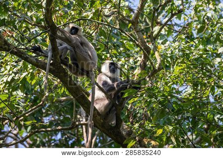Gray Langur Monkeys