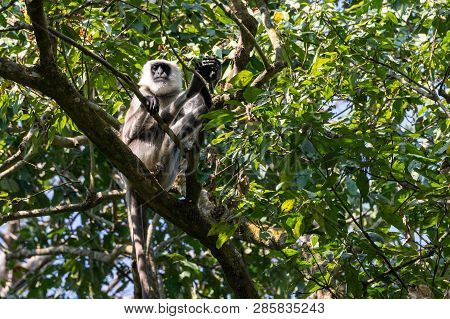 Gray Langur Monkeys