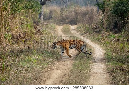 Bengal Tiger In Grasslands