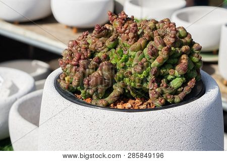 Cereus Monstrose Cactus, Brain Succulent In White Flower Pot