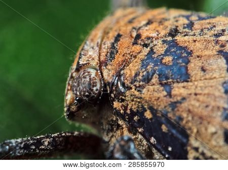 Macro Photography Of Eye Of Planthopper On Green Leaf
