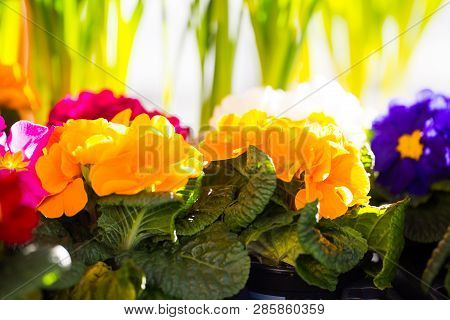 Primroses In A Nursery, Spring Awakening, Springtime