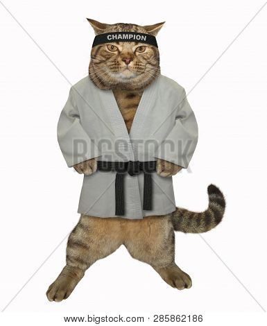 The Karate Fighter Cat In A White Kimono With A Black Belt And Headband Gets Ready To Fight. Isolate