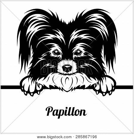 Papillon - Peeking Dogs - - Breed Face Head Isolated On White