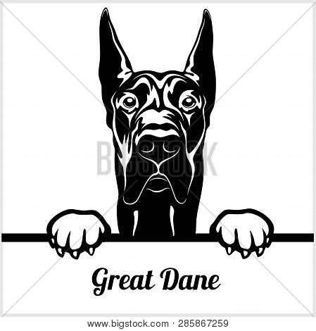 Great Dane - Peeking Dogs - - Breed Face Head Isolated On White