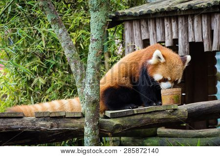 Bogor, Indonesia - December 22, 2018 : Red Panda From Bogor Safari Park Which Is Specially Brought F
