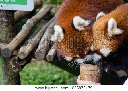 Bogor, Indonesia - December 22, 2018 : Two Red Pandas From Bogor Safari Park That Are Specially Brou