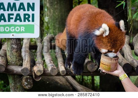 Bogor, Indonesia - December 22, 2018 : Red Panda From Bogor Safari Park Which Is Specially Brought F
