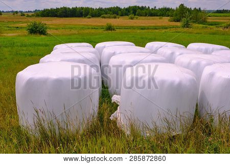 Hay Packed In Polyethylene Pvc Packaging Lies On The Field On Green Grass On A Sunny Summer Day.