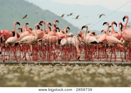 Flamingo