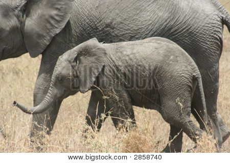Baby og mor elefant