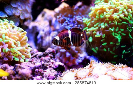 Golden Flake Maroon Clownfish - Premnas Biaculeatus (juvenile)