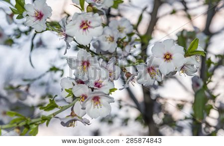 Almond Blossom. Spring Background Almond Blossoms Jerusalim