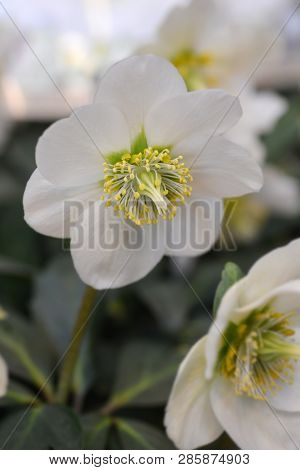 Christmas Rose Wintersun - Latin Name - Helleborus Niger Wintersun