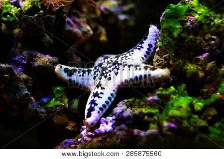 White Cake Sea Star - Anthenea Aspera